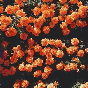 Meet your Posher, Seren